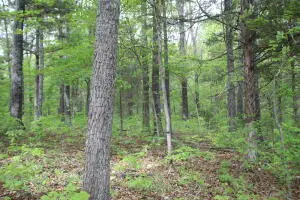 Nc 2847, Marble Falls, AR 72648 - Image #2