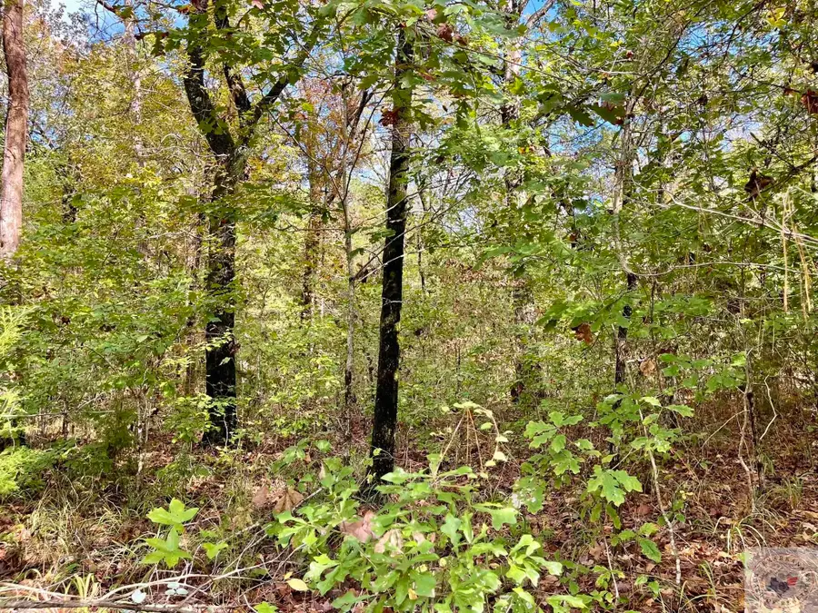 TBD County Road 1118, Linden, TX 75563 - Image #3