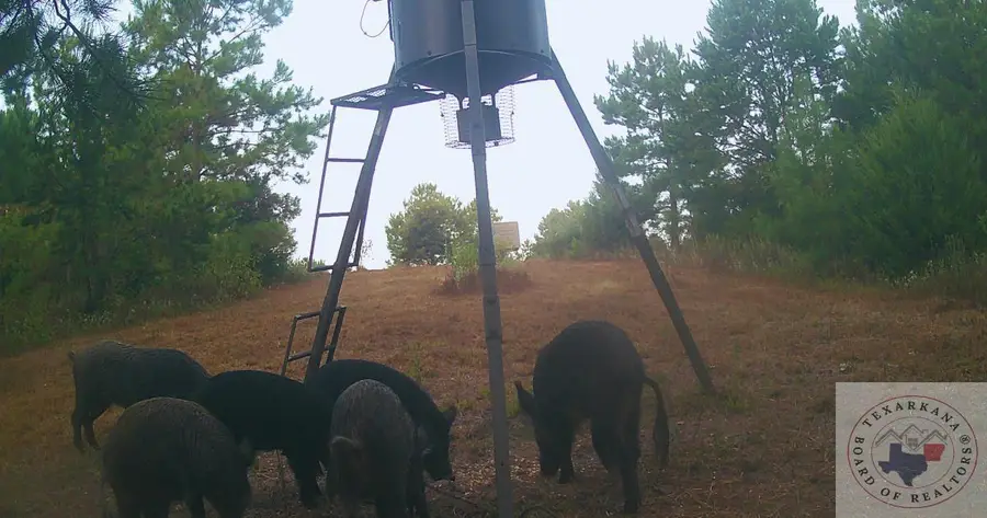 TBD County Road 1634, Linden, TX 75563 - Image #2