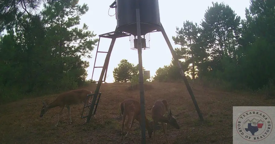 TBD County Road 1634, Linden, TX 75563 - Image #3