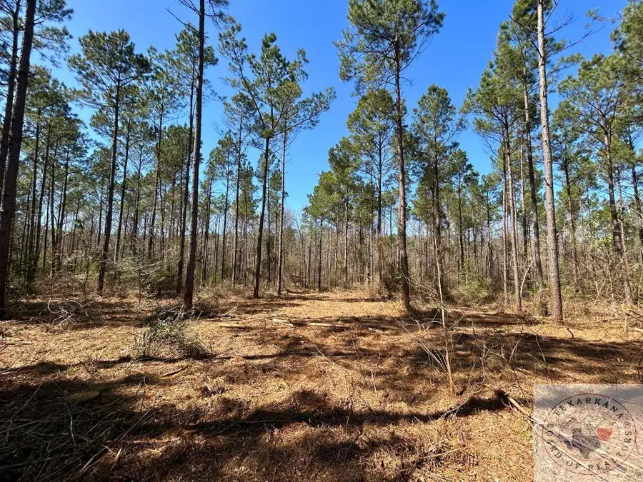 60 ac TB Cr 1453, Linden, TX 75563 - Image #2