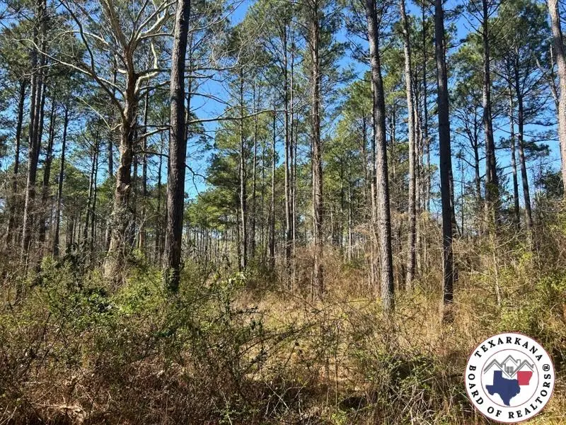 42.24 ac Cr 1456, Linden, TX 75563 - #3