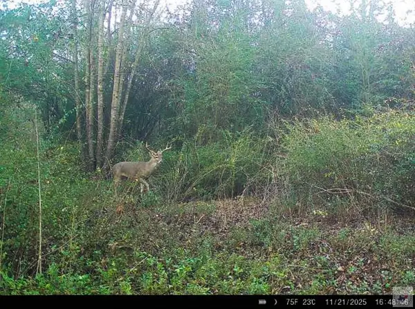 TBD County Road 3214, Atlanta, TX 75551