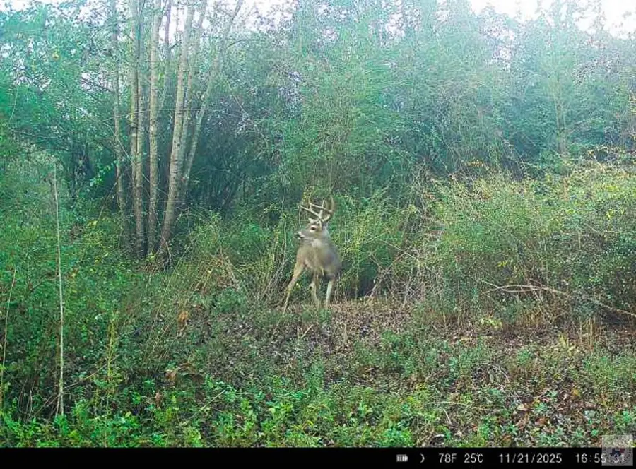 TBD County Road 3214, Atlanta, TX 75551 - Image #2