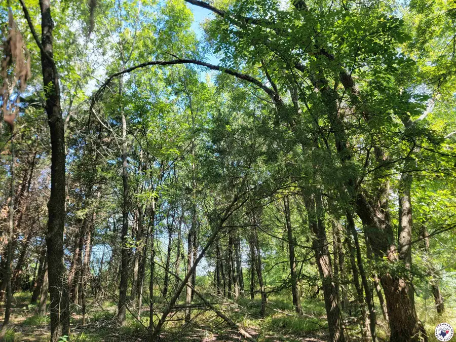 3442 Cr 15100 Blossom Texas, Blossom, TX 75416 - Image #3