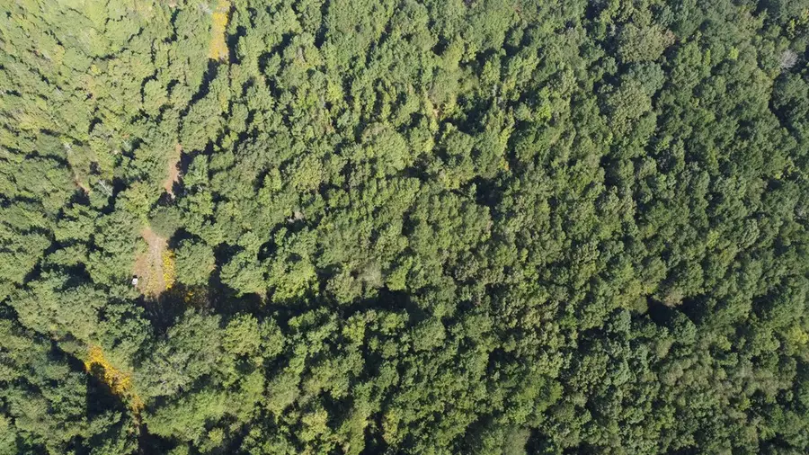 0 Cr 4251, De Kalb, TX 75559 - Image #3