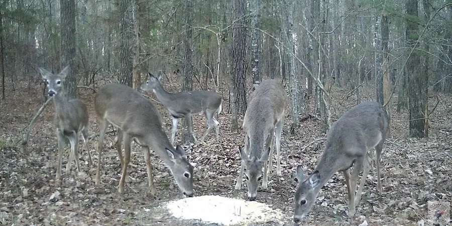 0 Cr 3216, De Kalb, TX 75559 - Image #2