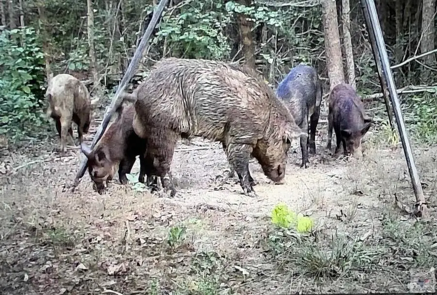 1093 Cr 4320, De Kalb, TX 75559 - Image #3