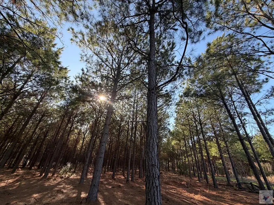 TBD Cr 3774, Queen City, TX 75572 - #3