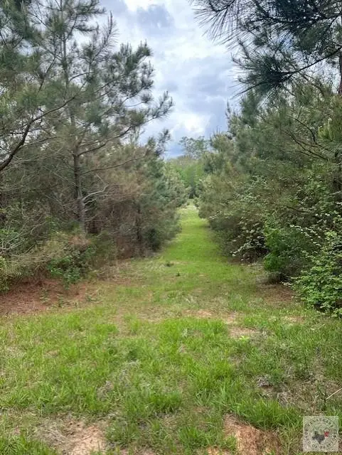 32.024 acres Cr 3660, Queen City, TX 75572 - #2