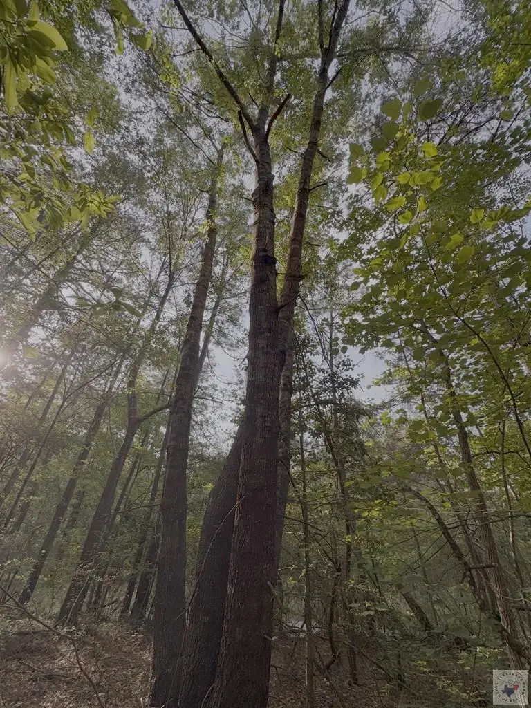 1885 Co Rd 2342, Marietta, TX 75566 - #3