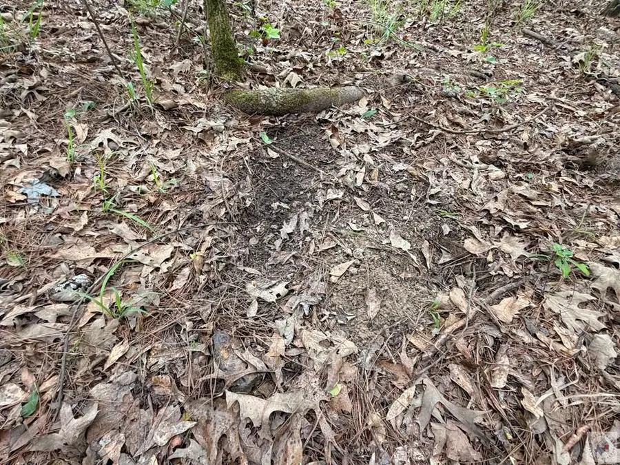 TBD Cr 1580 A, Avinger, TX 75630 - #2