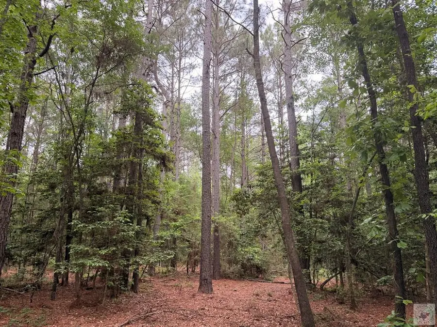 TBD Cr 1580 A, Avinger, TX 75630 - #3