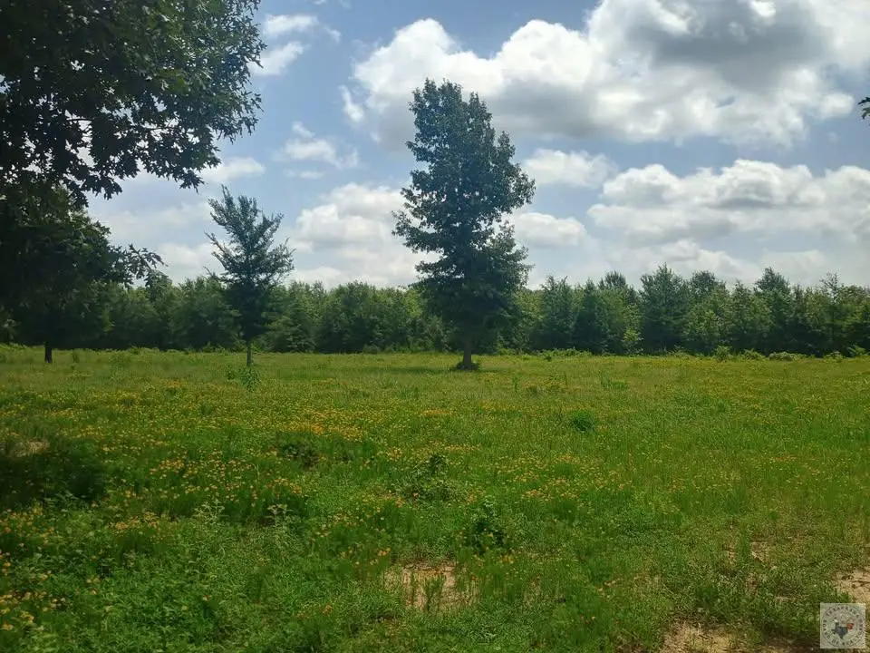 TBD Fm 990, Simms, TX 75574 - #1