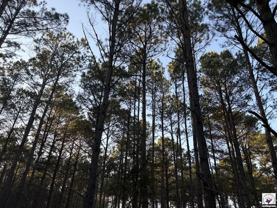 00 Fm 250, Naples, TX 75568 - #3