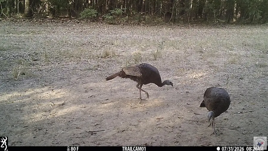 171 +/- ac Cr 4670, Avery, TX 75554 - #3