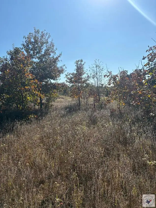TRACT 13 Hwy 990, Simms, TX 75574 - #1
