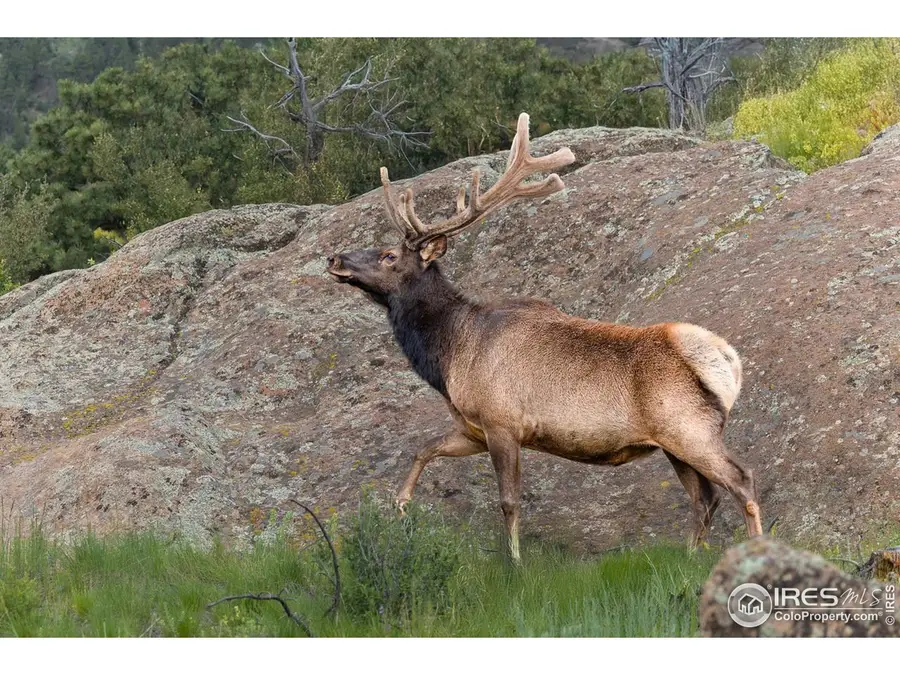 321 May Ave, Lyons, CO 80540 - Image #2