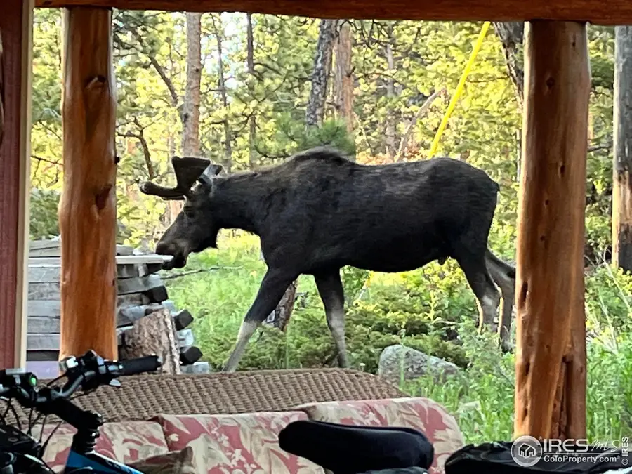 410 Eagle Tree Cir, Red Feather Lakes, CO 80545 - Image #3