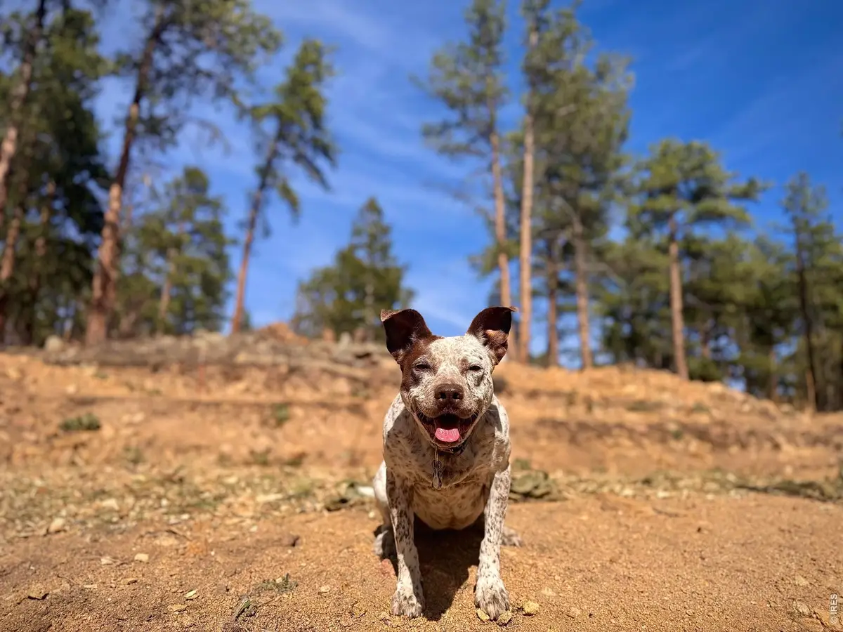 49 Pine Dr, Lyons, CO 80540 - #1