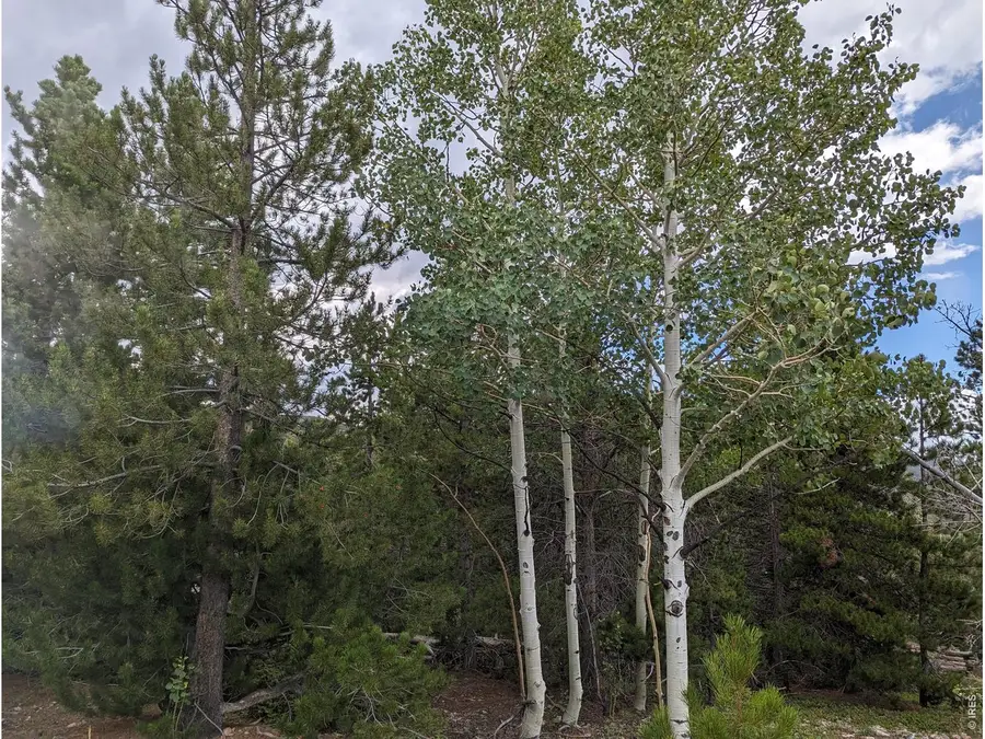 90 Quapaw Ct, Red Feather Lakes, CO 80545 - #2