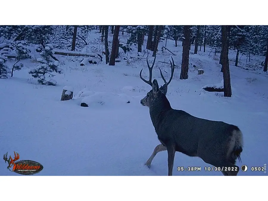 0 Old Camp Rd, Bellvue, CO 80512 - #2