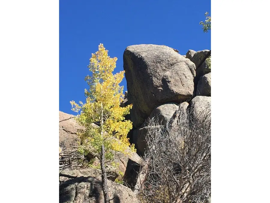 Wandering Ln, Red Feather Lakes, CO 80545 - #2