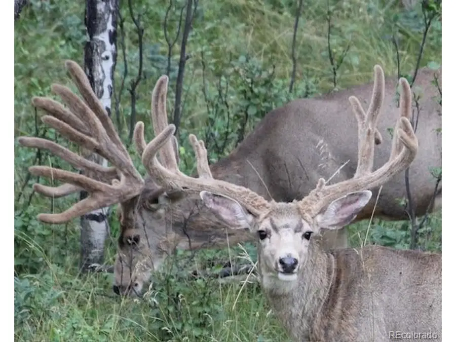 Tbd Cathedral Trl, Conifer, CO 80433 - #2