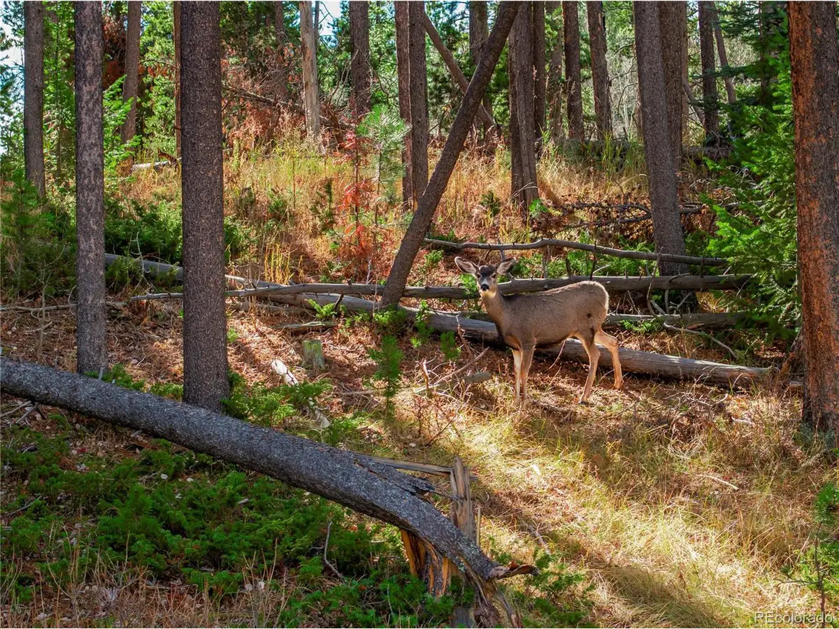 216620 Indian Springs Rd, Conifer, CO 80433 - #1