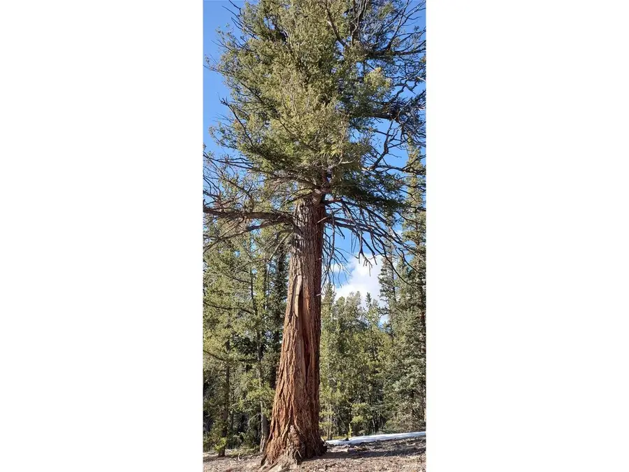 1 Bonus Gulch Way, Jefferson, CO 80456 - #2