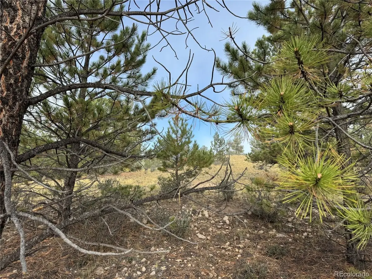 155 Whip Way, Hartsel, CO 80449 - #1