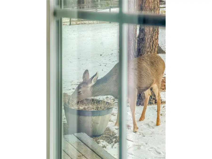 99 Mohawk Trl, Pine, CO 80470 - Image #3