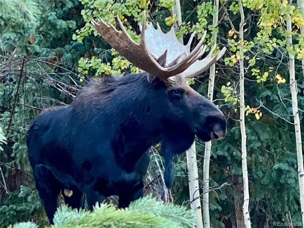 16903 Highway 119, Black Hawk, CO 80422