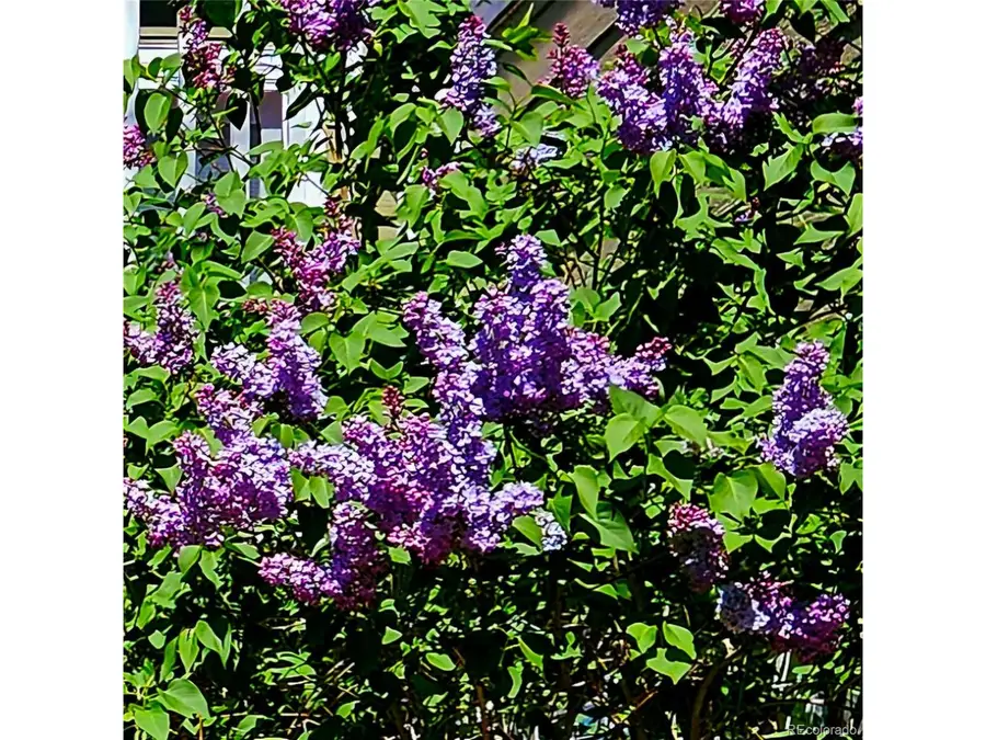 7285 Brighton Ct, Castle Pines, CO 80108 - #3