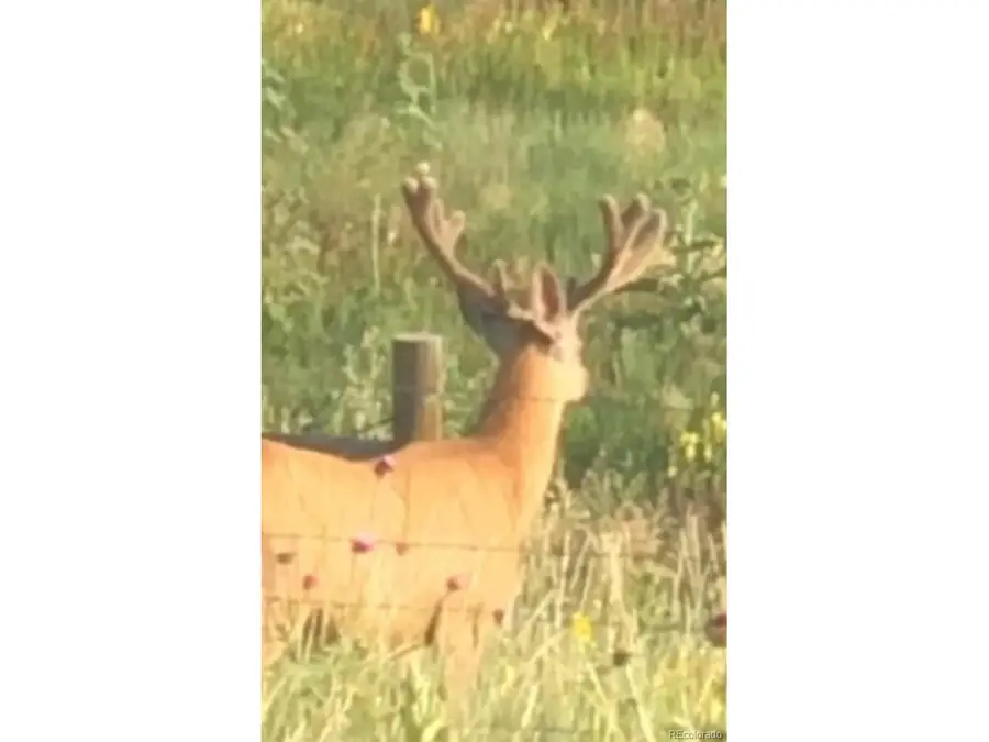 Tbd S. Blaney Rd, Peyton, CO 80831 - #3