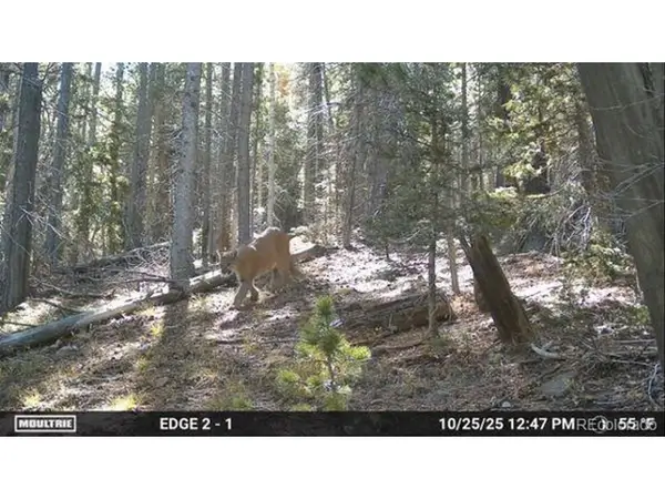 3427 Grojean Dr, Fort Garland, CO 81133