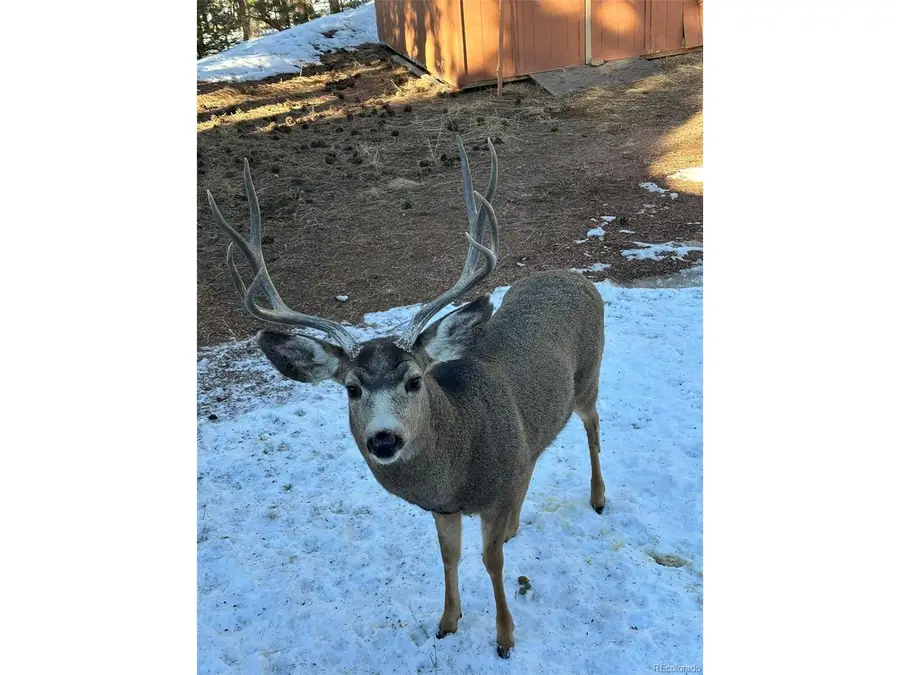 Address Withheld By Seller, Florissant, CO 80816 - #3