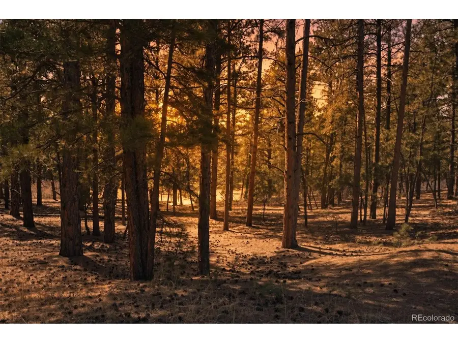 Wood Sorrel Rd, Larkspur, CO 80118 - #2