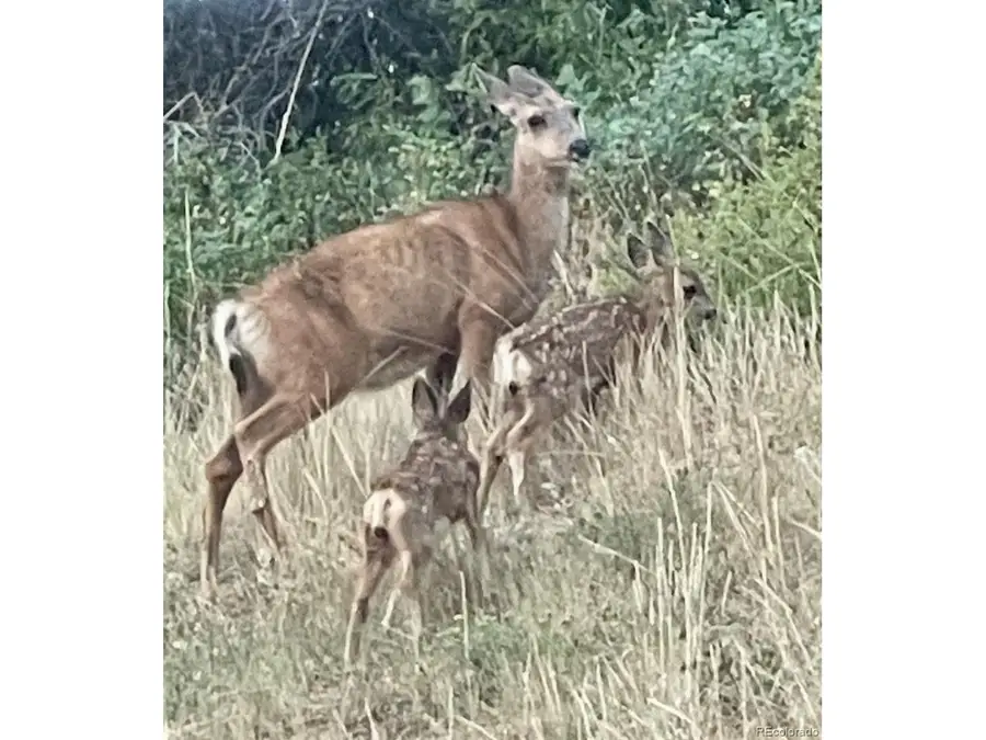 6941 Fargo Trl, Littleton, CO 80125 - #3