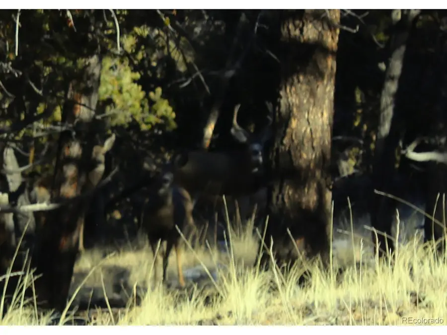 Address Withheld By Seller, Hartsel, CO 80449 - #2