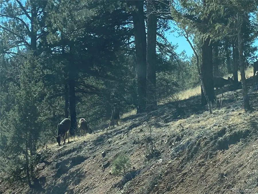 12373 S Polly Dr, Pine, CO 80470 - Image #3