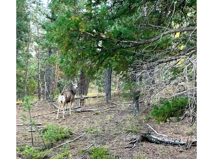 Address Withheld By Seller, Woodland Park, CO 80863 - Image #3