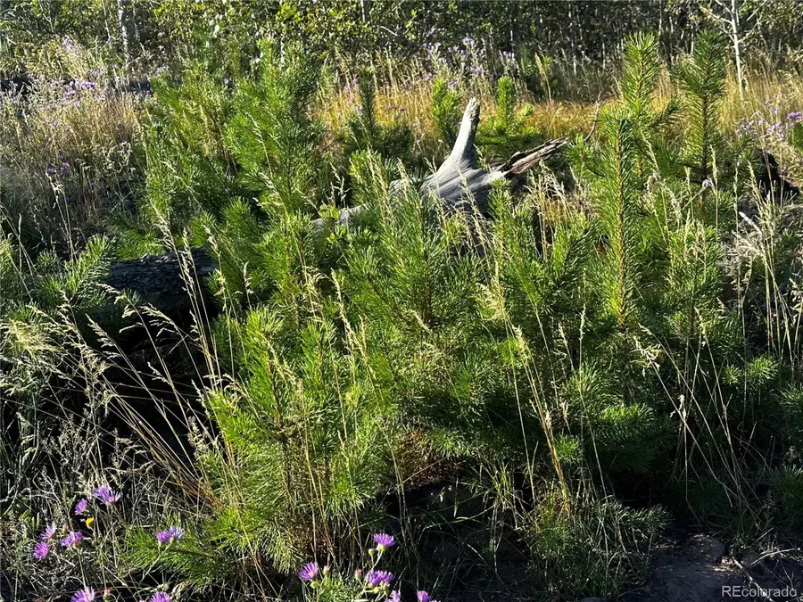 1310 Claytor Ln, Fort Garland, CO 81133 - #3