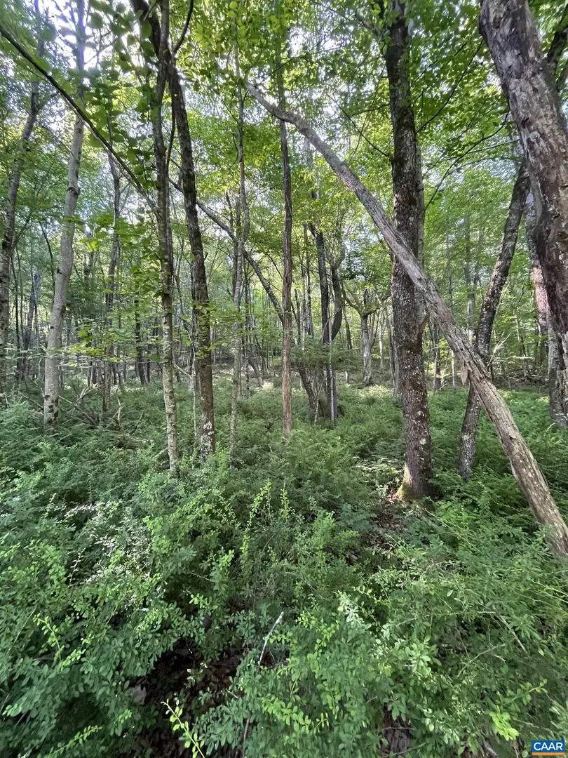 Tbd Fish Hatchery Ln, Montebello, VA 24464 - Image #3