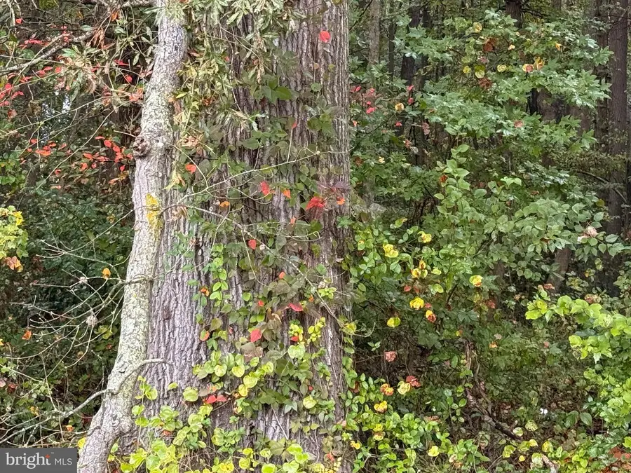 Black Swamp Road, Felton, DE 19943 - Image #2