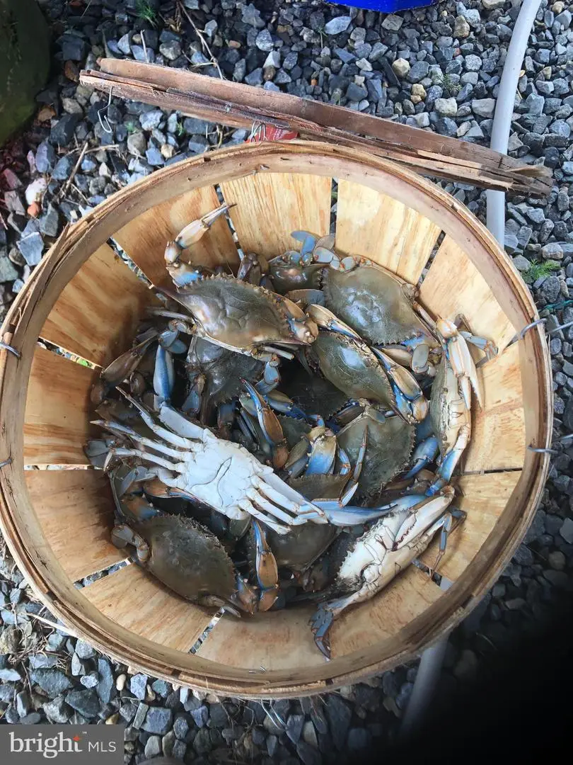 130 Cooper Ave, Frederica, DE 19946 - #3