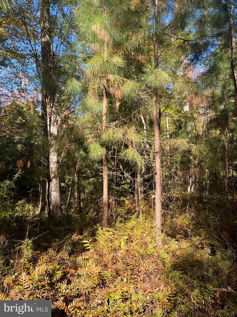 Maiden Point Farm Road, Newburg, MD 20664 - Image #3