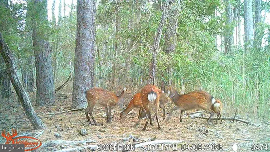 Brady Todd Rd, Crocheron, MD 21627 - Image #1