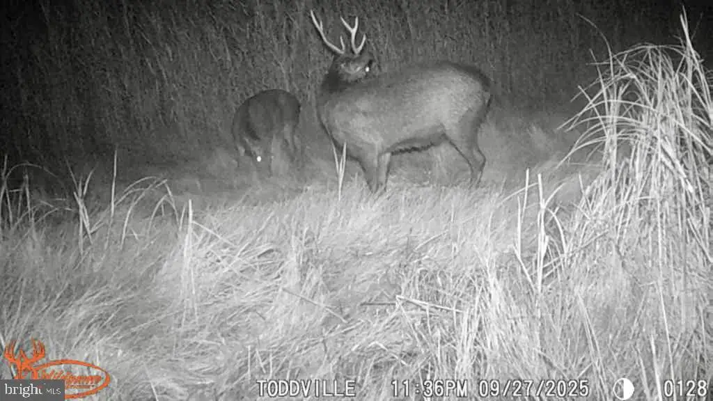 2703 Toddville Rd, Toddville, MD 21672 - Image #1