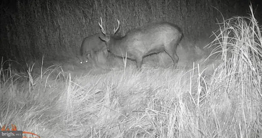 2205 Toddville Pond Rd, Toddville, MD 21672 - Image #2